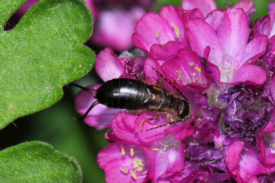 Forficula auricularia, giovane